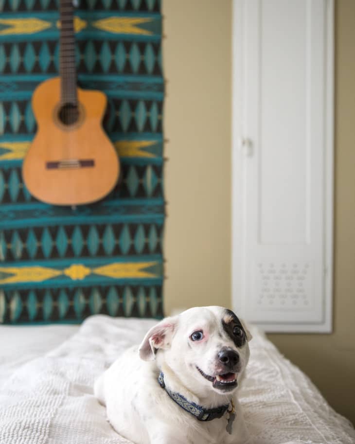 Dog lying on a bed with a patterned blanket, guitar hanging on a wall tapestry in the background.