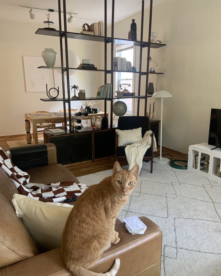 An orange cat on a brown couch