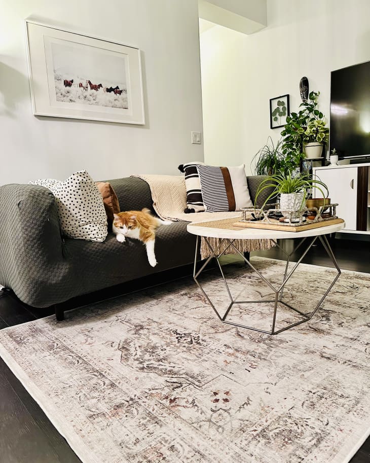 living room with gray sofa with orange and white cat, distressed area rug, coffee table with angled legs