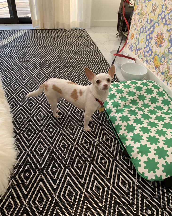 Chihuahua on black and white geometric rug near green patterned dog bed and floral wallpaper.