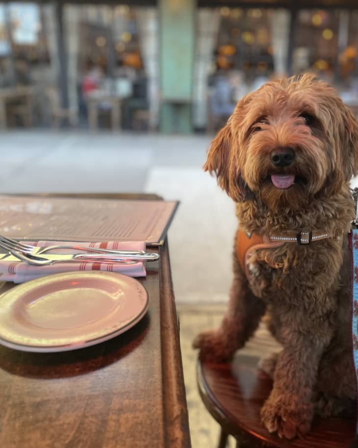 Emma the mini goldendoodle tested The Honest Kitchen dog treats for a Kitchn review.