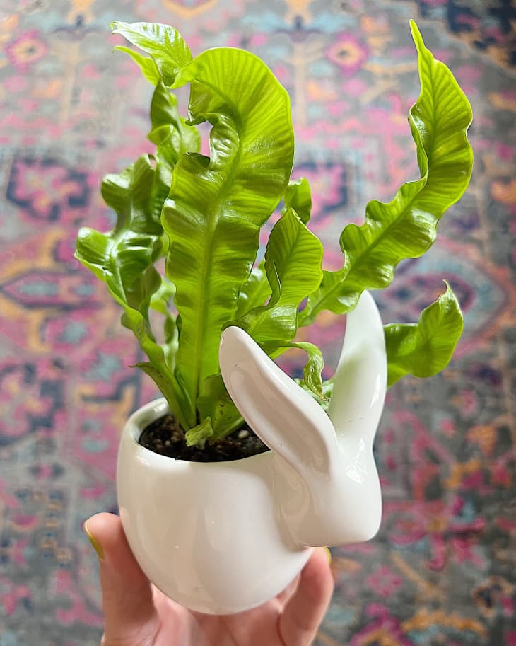 Someone holding up a Trader Joe's white bunny planter with a plant in it