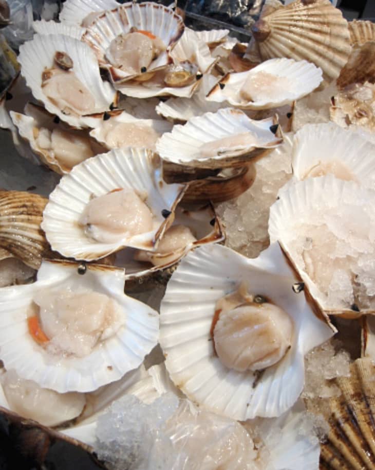 Shell of the Week: The Scaly Scallop