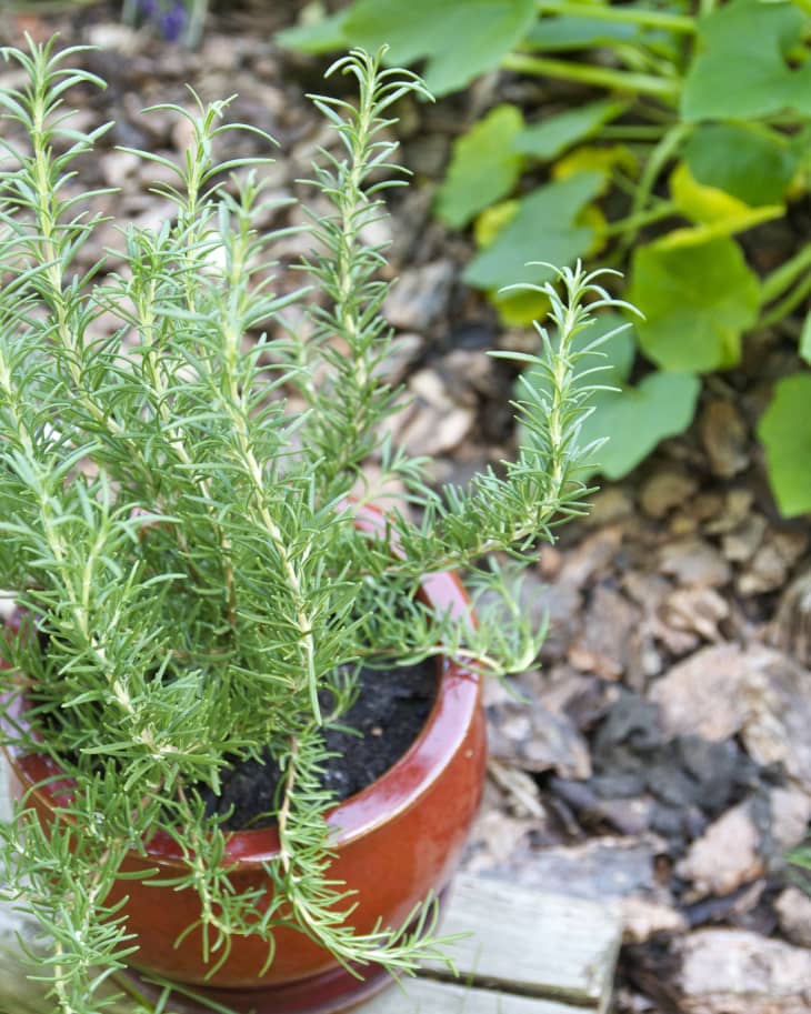 8 Reasons to Include Rosemary in the Garden - One Green Planet