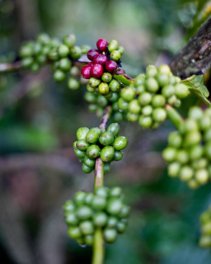 How Coffee Is Grown at the Me Linh Coffee Garden in Vietnam | The Kitchn