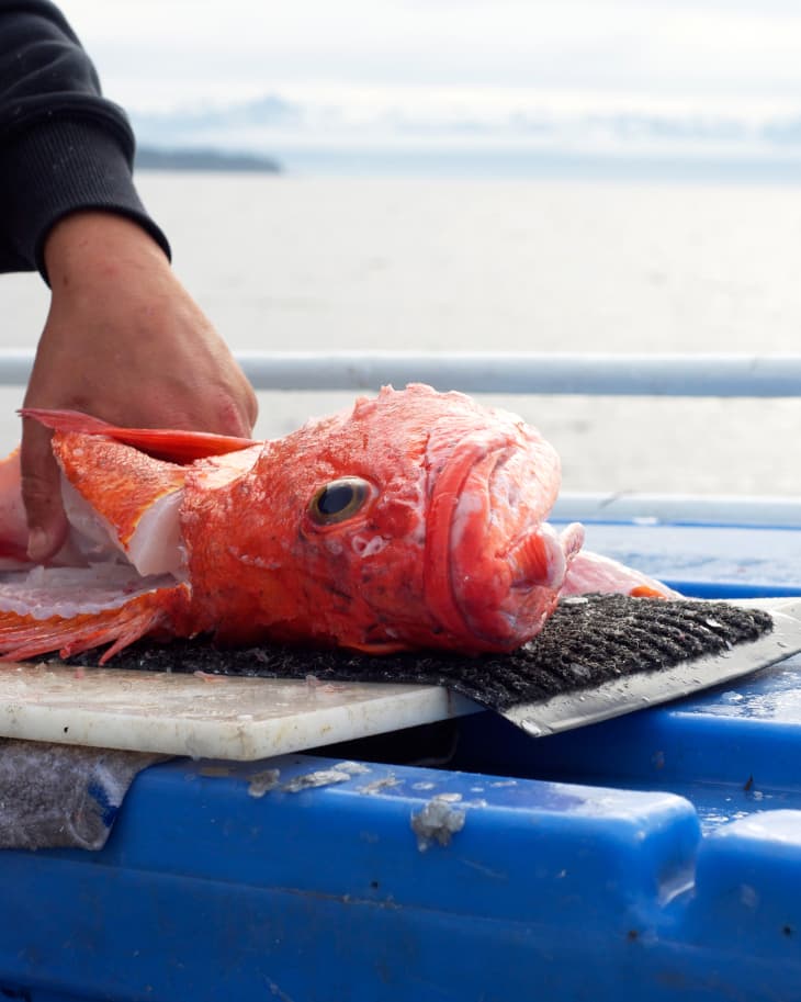Scenes From Alaskan Fish Camp: Filleting A Yelloweye Rockfish Right On The  Boat | Kitchn