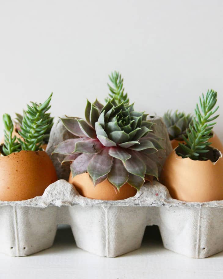 How To Plant Succulents in Eggshells | The Kitchn