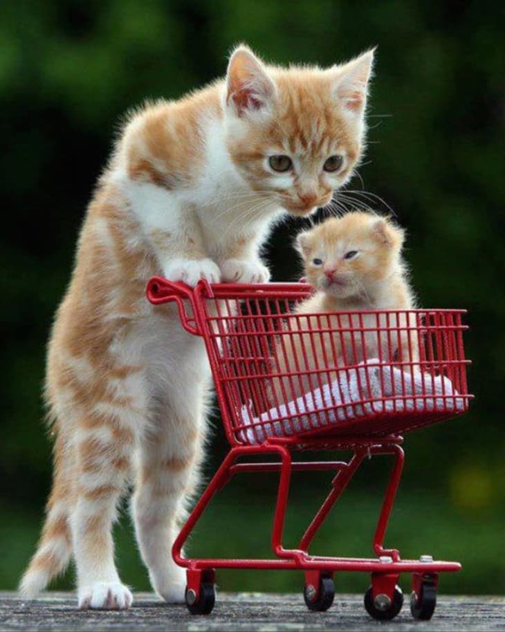 10 Baby Animals Who Know How to Grocery Shop | Kitchn