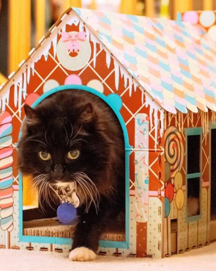 ALDI Fans Are Obsessed with These 8 Holiday Cat Houses The Kitchn