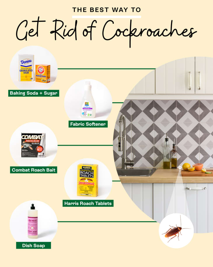 The Best Ways to Get Rid of Cockroaches, According to a Bug Expert The Kitchn