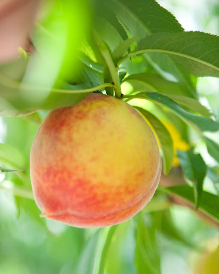 The Story of Lane Southern Orchards, Growing Peaches in for 107