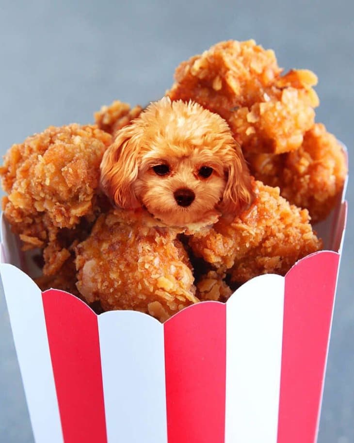 Follow the Dogs in Food Instagram Account The Kitchn