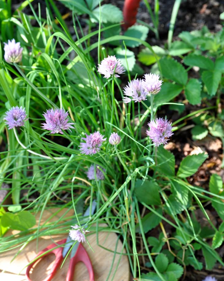 Everything You Need to Know About Growing Chives The Kitchn