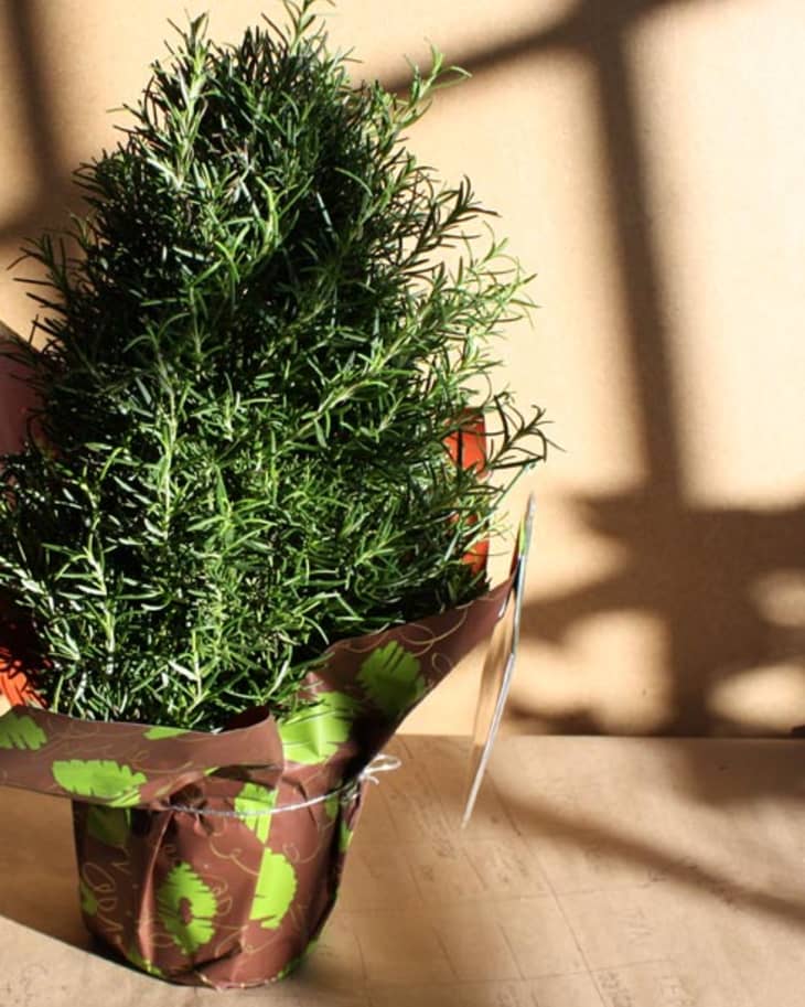 Look Rosemary Trees At Whole Foods The Kitchn