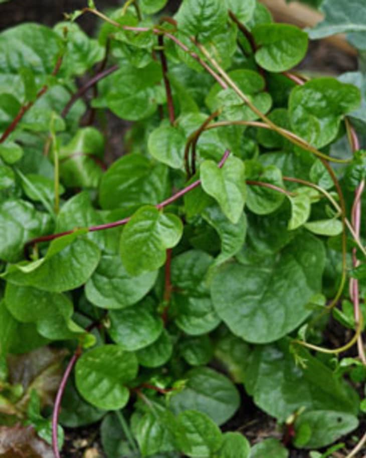 What Is This Slimy Yet Delicious “Spinach Vine”? The Kitchn