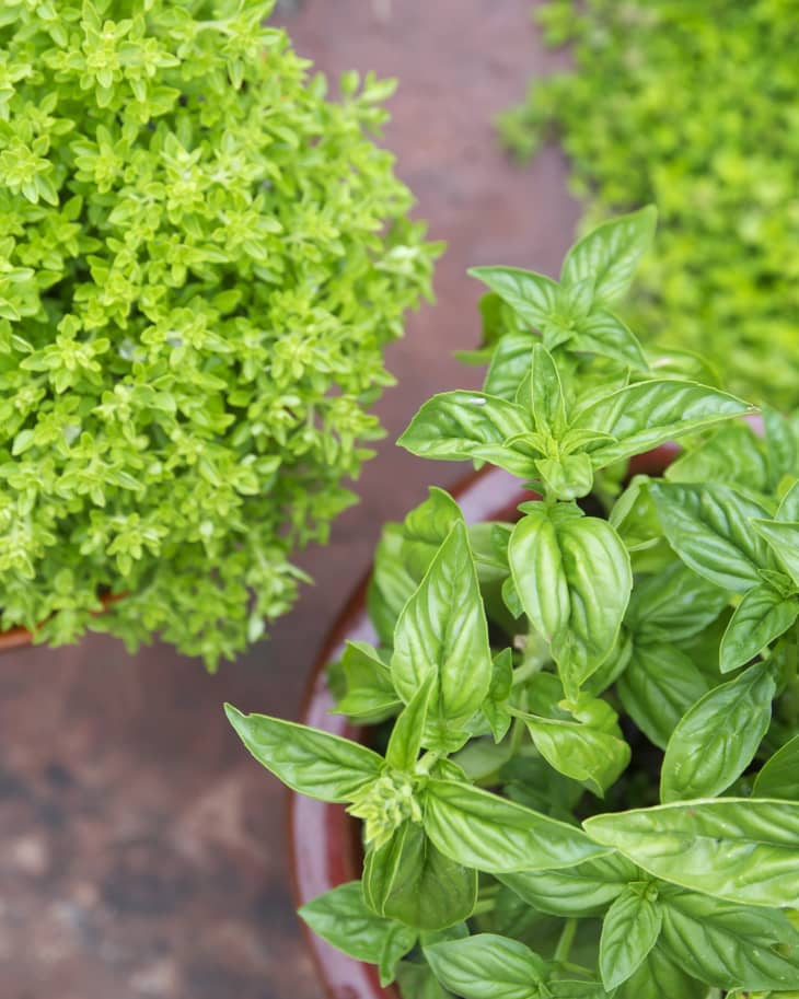How to Grow Basil in a Container Herb Garden The Kitchn