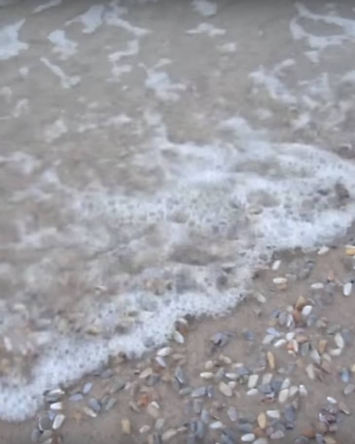 This Video of Clams Emerging from the Ocean Is Truly Horrifying | The ...