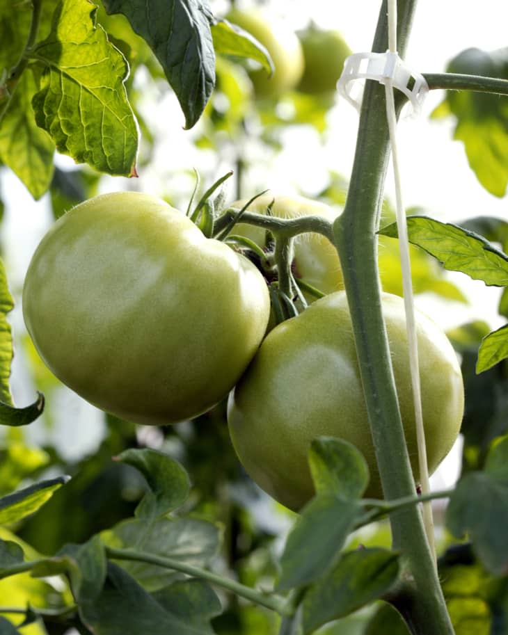 Tomatillo vs. Green Tomato What's the Difference? Kitchn