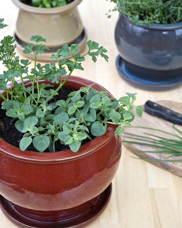 View of Tips for a Small-Space Kitchen Herb Garden | The Kitchn