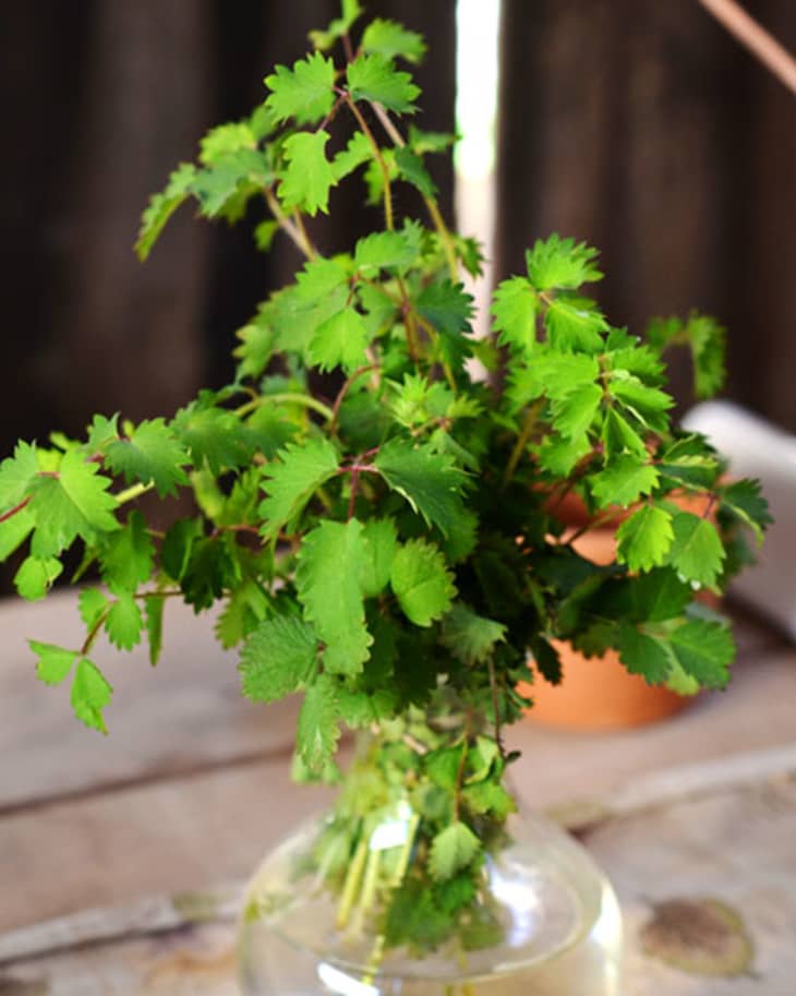 A Lesser-Known Herb: Salad Burnet | The Kitchn