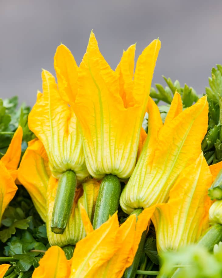 What You Need To Know About Squash Blossoms The Flower We Love To Fry The Kitchn 7458