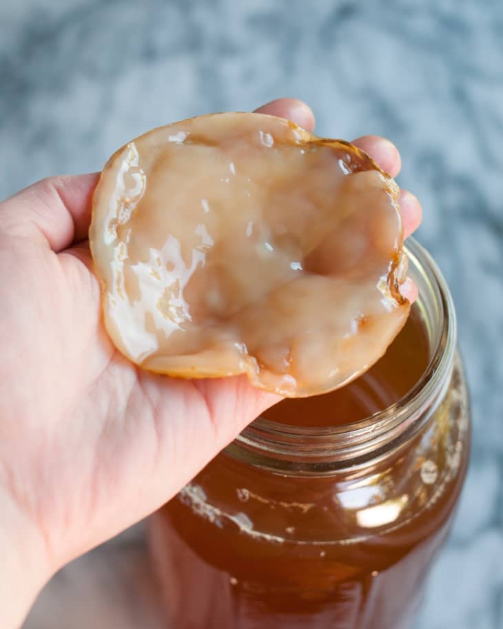 Did You Know You Can Make Clothes out of Your Kombucha Scoby? The Kitchn