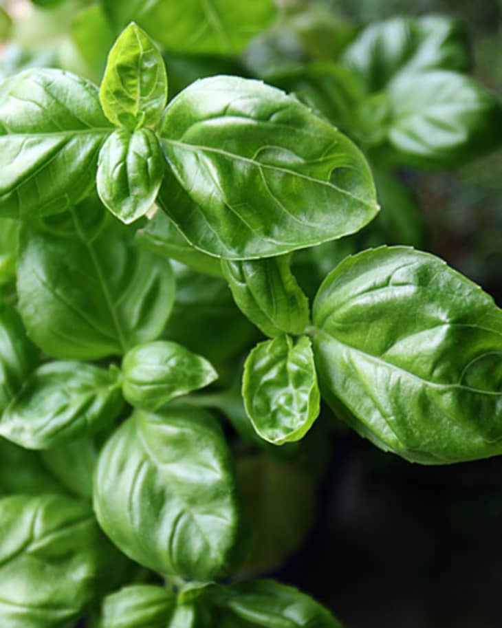 The 4 Best Basil Substitutes for When You’re in a Pinch The Kitchn