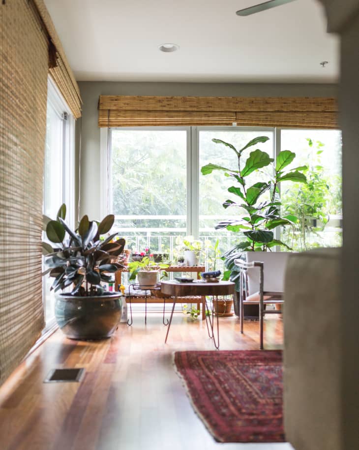 Sunlit living room with large potted plants, wooden floor, red rug, and a coffee table near a window with bamboo blinds.