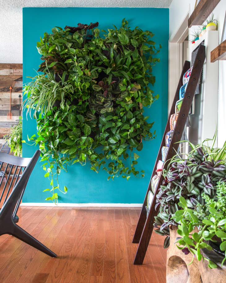 Vertical garden on a teal wall with various green plants, next to a wooden ladder shelf with potted succulents.