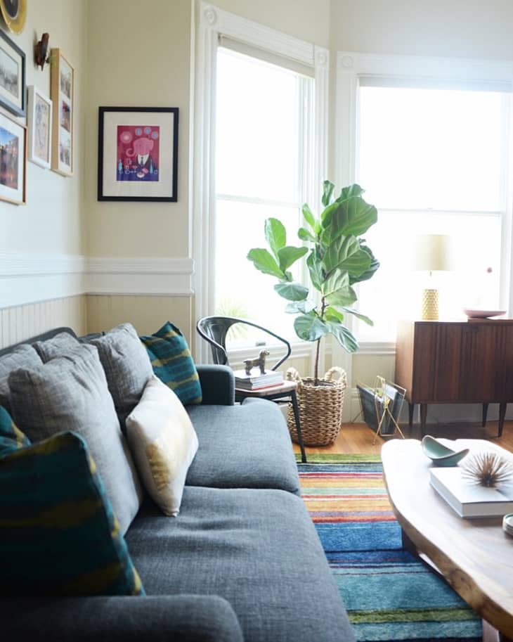 Living room with gray sofa, colorful pillows, striped rug, wooden coffee table, and a large potted plant by the window.