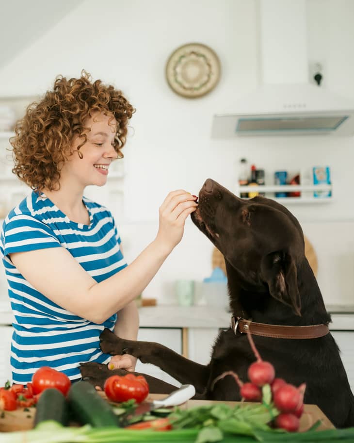 Cheerful young woman giving her dog an obedience training in the kitchen using food and having fun