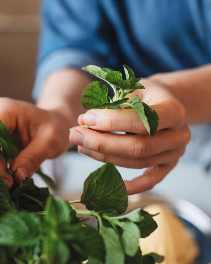 Hands of a Woman Plucking a Mint Leaf,