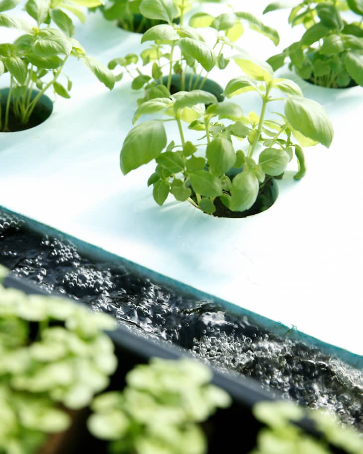 Basil growing in hydroponic greenhouse