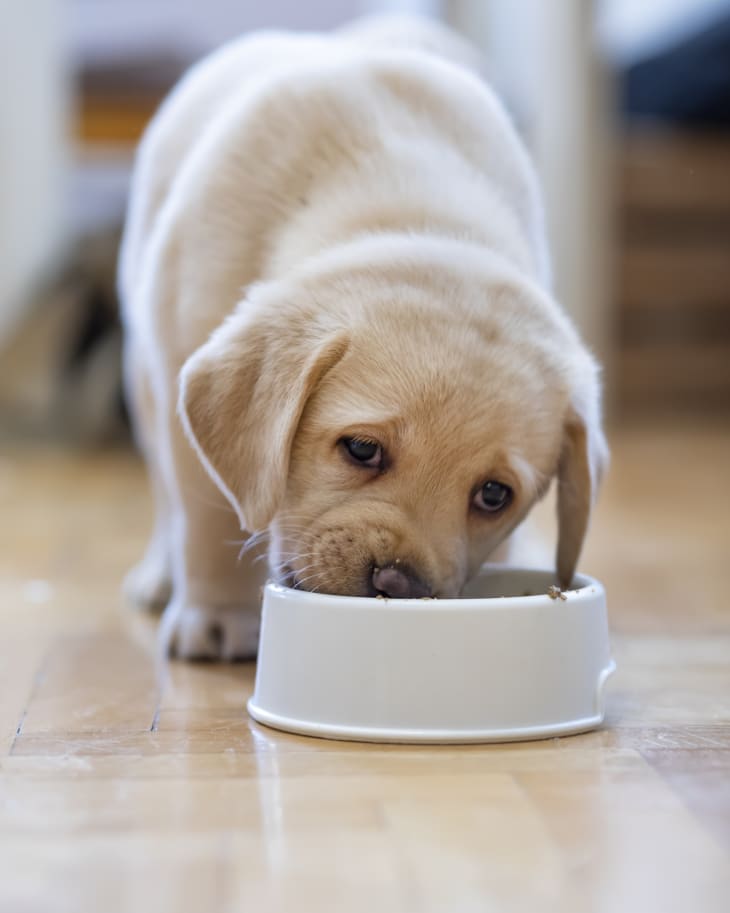 puppy eating food out of bowl
