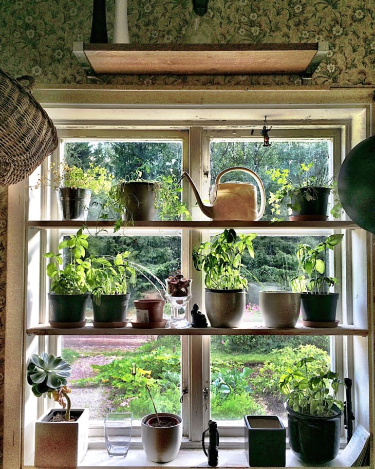 Indoor window herb garden
