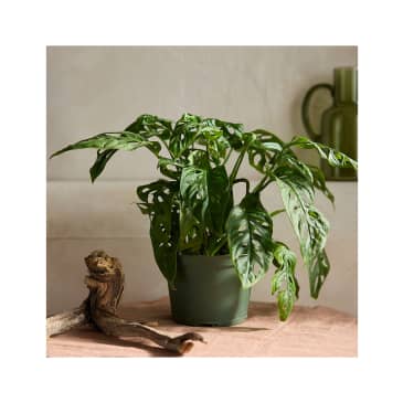 10 Budget-Friendly Sources for Buying Plants Online 2024 | Apartment Therapy