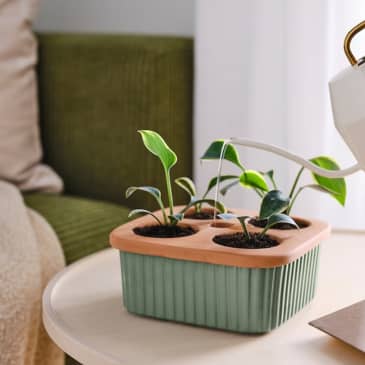 plants pots sale Terra Cotta Planter
