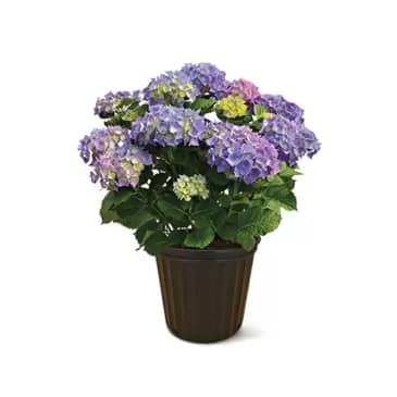 Aldi's Gorgeous $13 Potted Hydrangeas Are Back in Stores | Apartment Therapy
