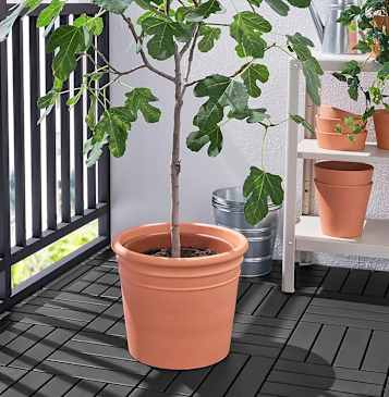 anthurium andraeanum availability Buy Flamingo Flower (Anthurium) 40 - 50 cm