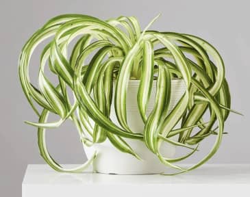 7 Houseplants That Are Safe for Pets (And 4 You Should Definitely Avoid) |  Apartment Therapy