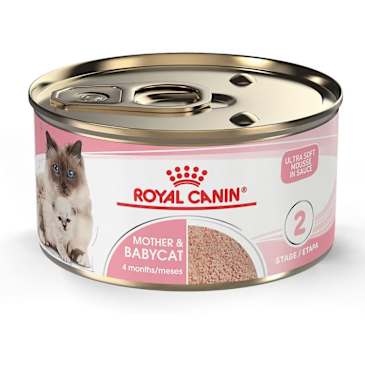 Best Food for Kittens and Adult Cats According to a Vet | The Kitchn