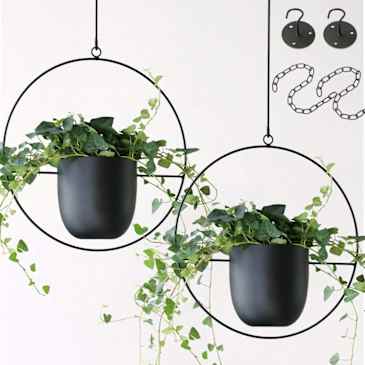 rubber plants indoor 7-10 FT Rubber Tree Std main image 1