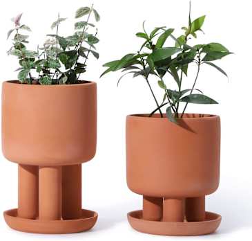 plant lily in pot Oriental Pot Lily Looks™ 'Sunny Double Duty' (Lilium hybrid) – Logee's  Plants