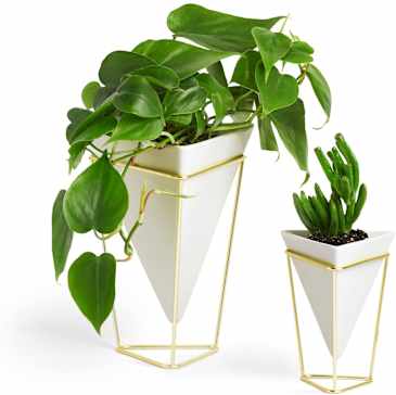 bamboo palm indoor plant Bamboo Palm  Bloomspace