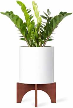 asparagus indoor plant Asparagus Fern main image 0