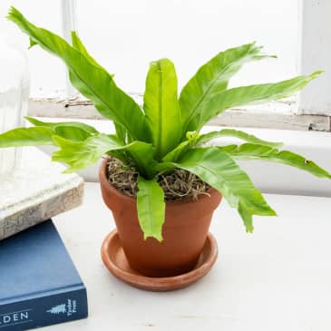 Bird's Nest Fern Care - How to Grow a Bird's Nest Fern Plant | Apartment  Therapy