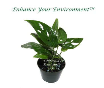 philodendron mamei silver cloud Philodendron mamei (Silver Cloud) main image 1