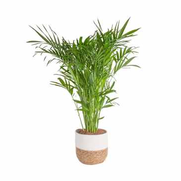 8 Plant Deals from The Home Depot's Spring Black Friday 2026 | Apartment  Therapy