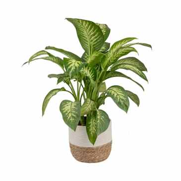base planter VG-1 Patio Garden Brown main image 0
