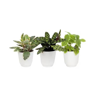 artificial dieffenbachia floor plant Dieffenbachia 'Compacta' – Adplants main image 0